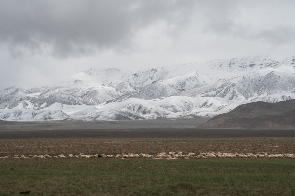 塔公草原雅拉雪山全景
