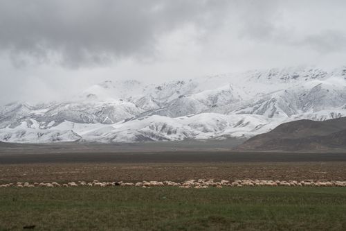 Free Serene landscape of snow-covered mountains and grazing flock in Qinghai, China. Stock Photo