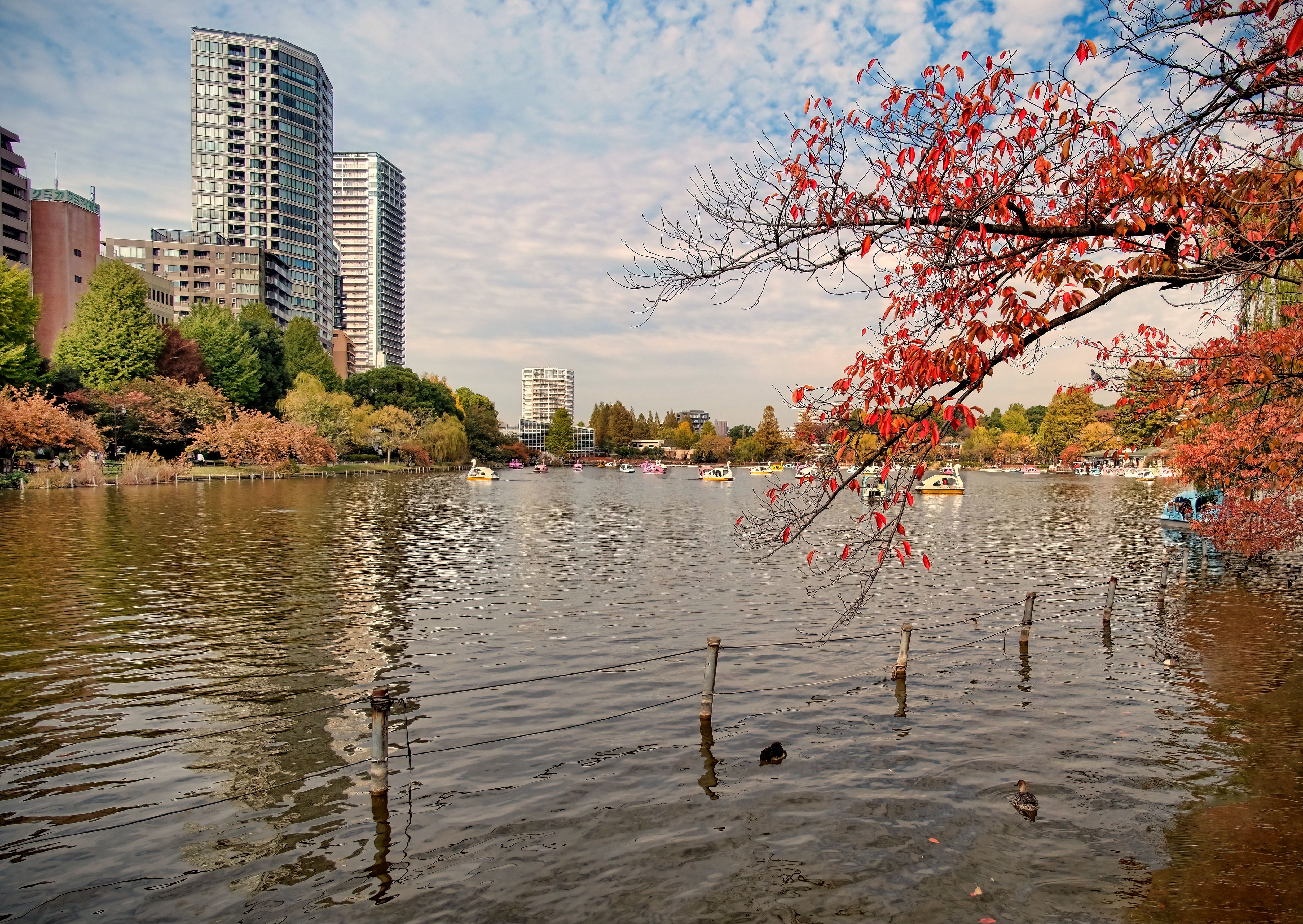 Gratuit Une Vue Apaisante Du Magnifique Parc D'ueno à Tokyo, Au Japon Photos