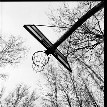 A monochrome view of a basketball hoop in a leafless forest, capturing the stark beauty of winter.
