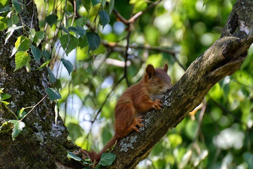 무료 나무에 다람쥐 스톡 사진