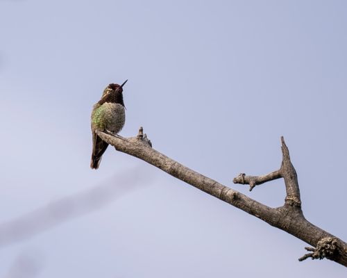 Free A detailed shot of an Anna's hummingbird perched on a tree branch in East Wenatchee, Washington. Stock Photo
