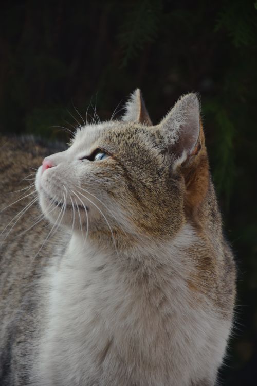 Free Close-up of a tabby cat looking upwards attentively, highlighting its beautiful fur. Stock Photo