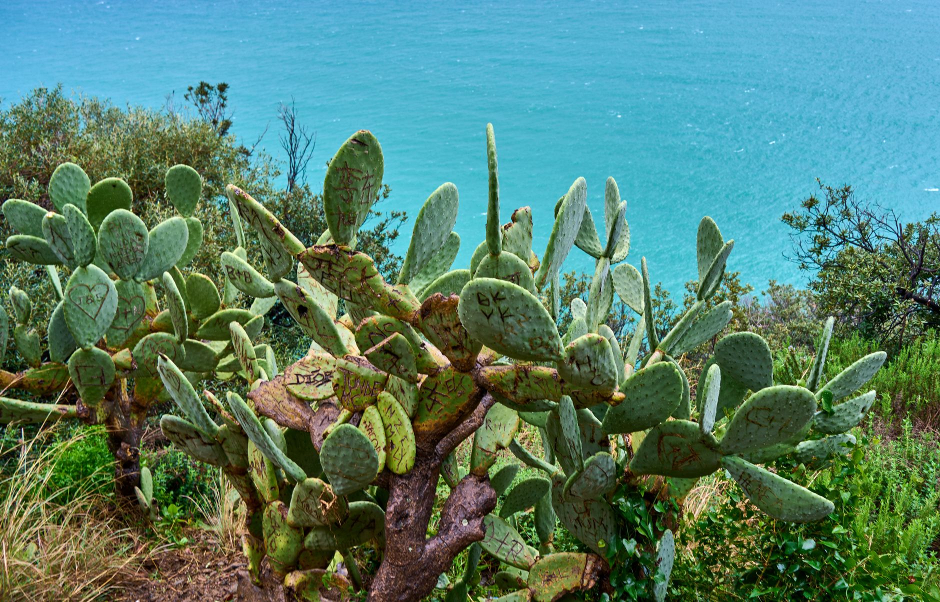A prickly pear cactus grows on a cliff with a stunning view of the turquoise sea.