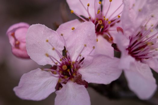 Stunning macro image of delicate pink cherry blossoms in spring bloom, highlighting intricate petal details.