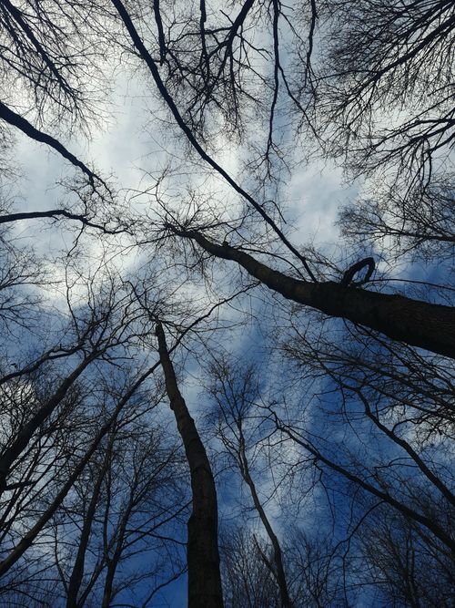 Free Looking up at bare tree branches against a cloudy sky, capturing a dramatic natural scene. Stock Photo