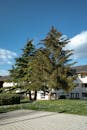 Evergreen Trees in Residential Courtyard