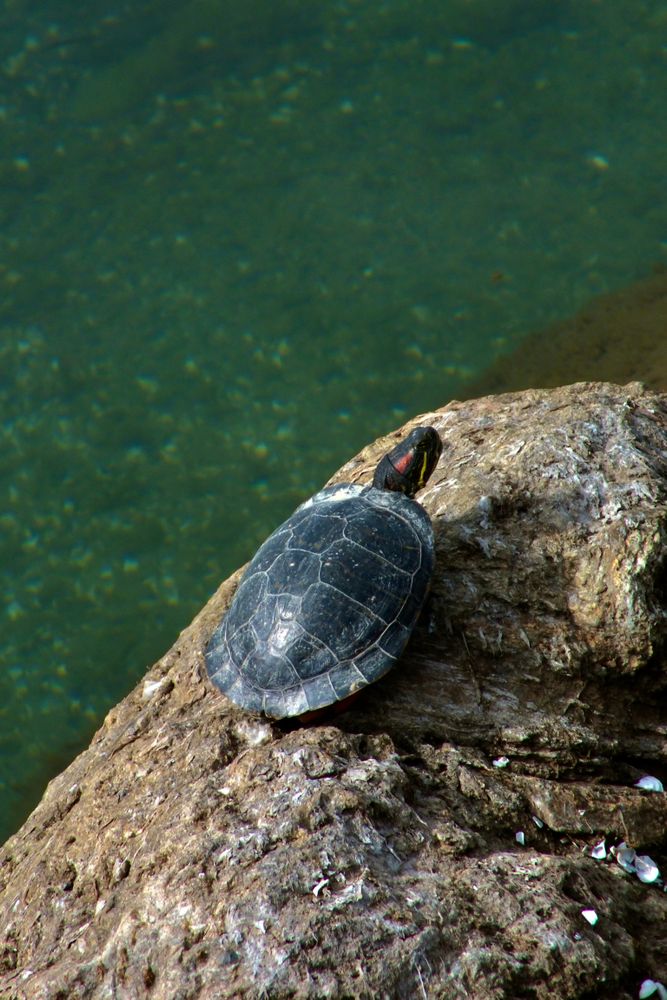 4,000+ Best Turtle Photos · 100% Free Download · Pexels Stock Photos