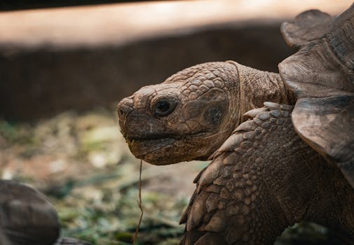Detailed photo of a tortoise in Thailand's wilderness, showcasing its textured shell and natural surroundings.