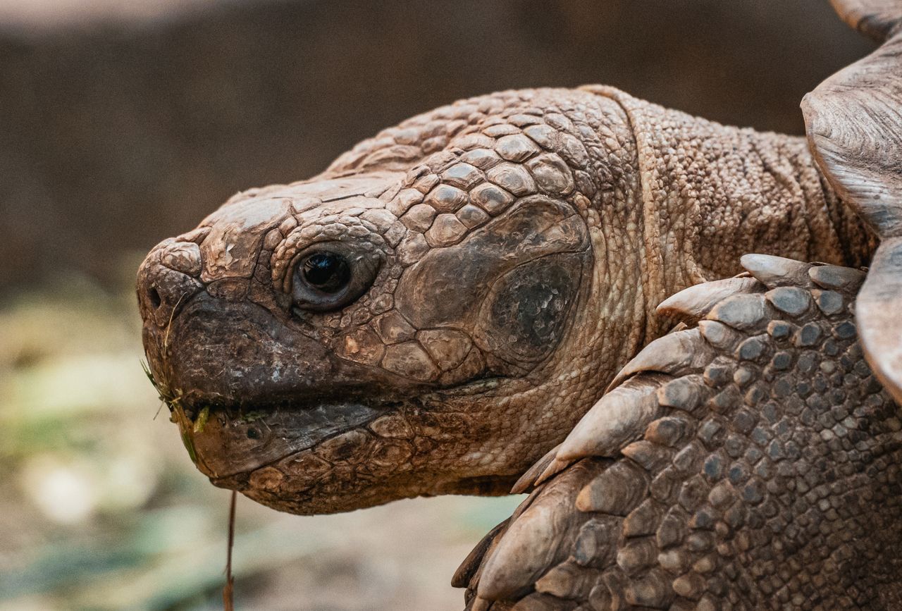 detailed close up of a tortoise s head highlighting its textured skin