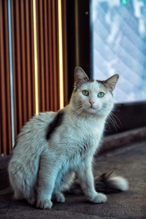 Free Portrait of a fluffy white cat with green eyes sitting gracefully indoors. Stock Photo