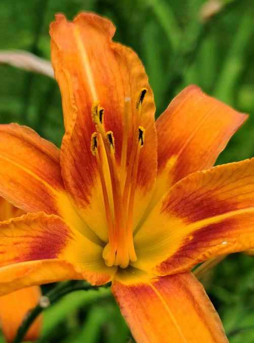 Free Close-up of a vibrant orange daylily in full bloom against a green background. Stock Photo