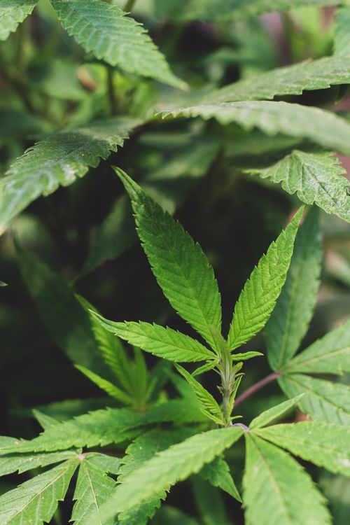 Free Detailed view of vibrant green cannabis leaves, showcasing texture and natural beauty. Stock Photo