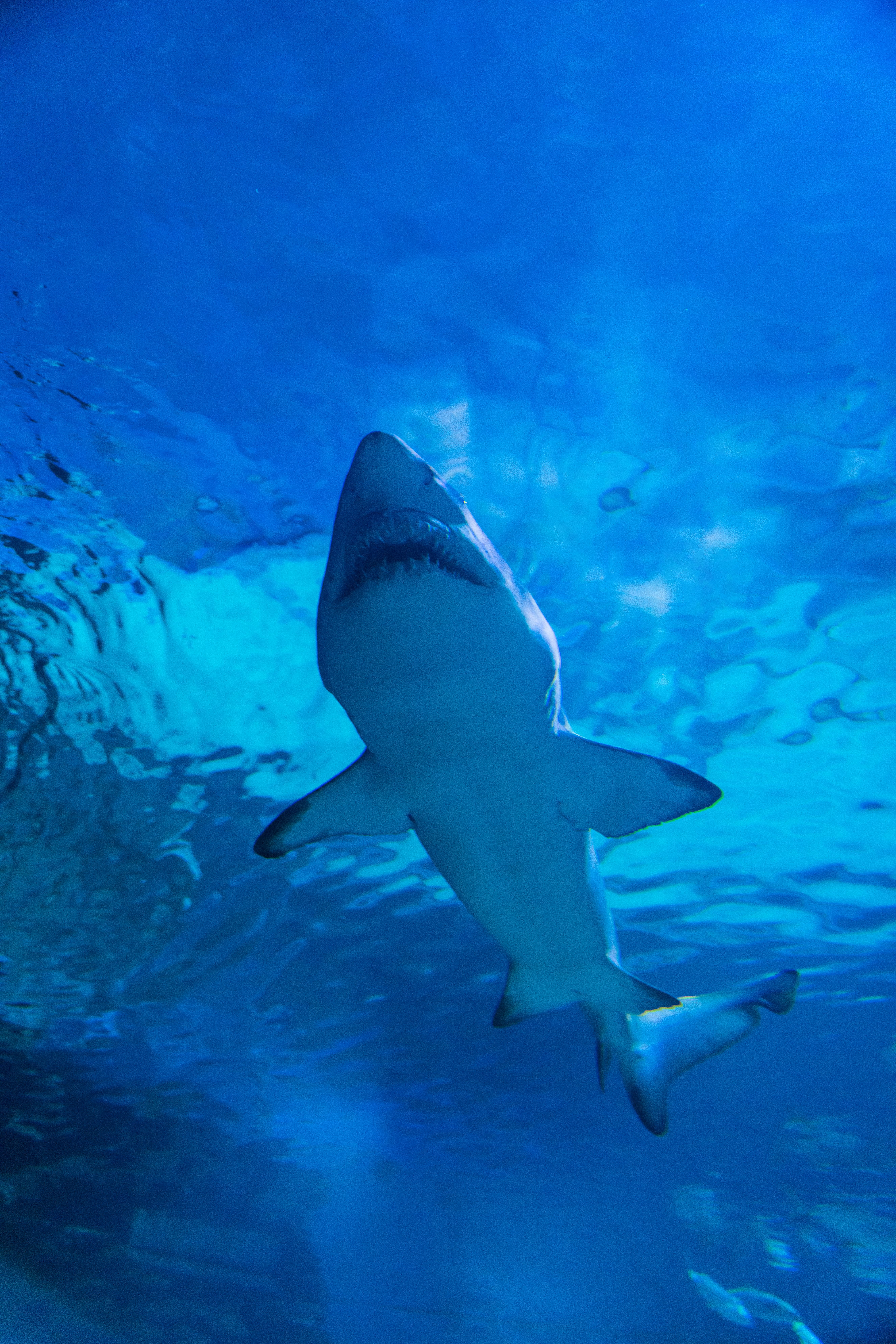 Scientists Strap Sensors to Sharks for Hurricane Intel