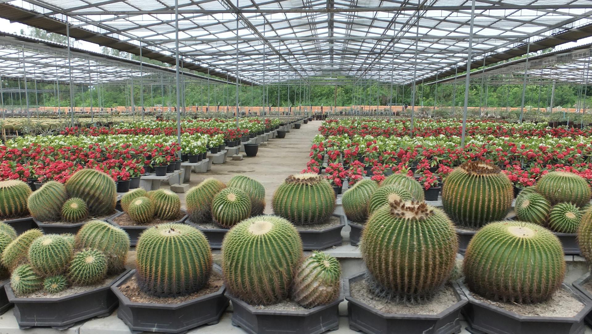Explore a diverse cactus and flowering plant nursery in Chon Buri, Thailand.