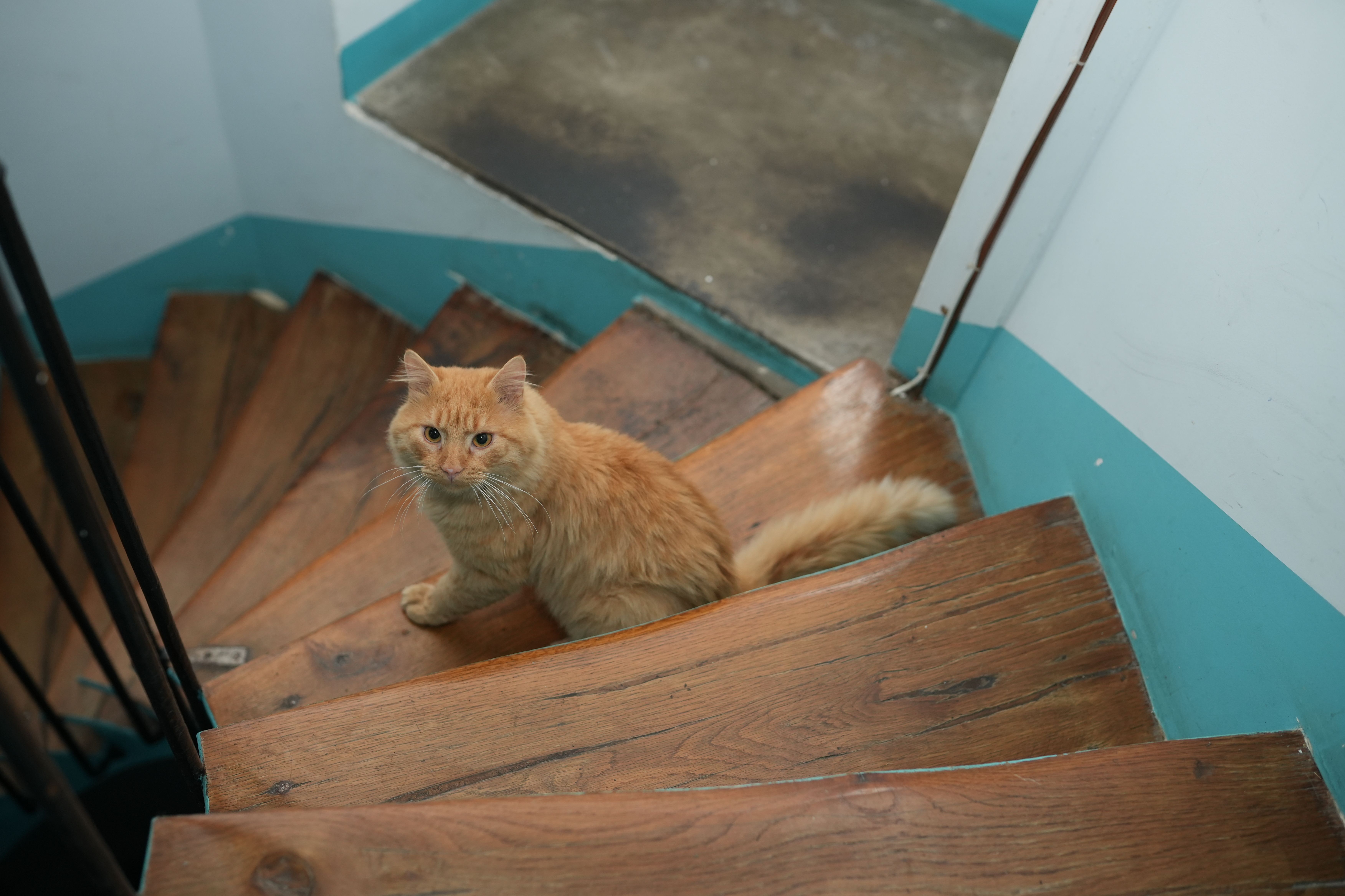 Ginger cat sitting on a wooden staircase inside a home