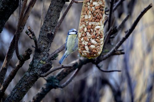 Free A blue tit bird perched on a tree feeding from a hanging seed bag in Kapfenberg, Austria. Stock Photo