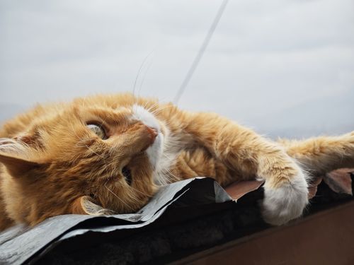 Free A content ginger cat lounging on a rooftop under a cloudy sky. Perfect depiction of feline relaxation. Stock Photo