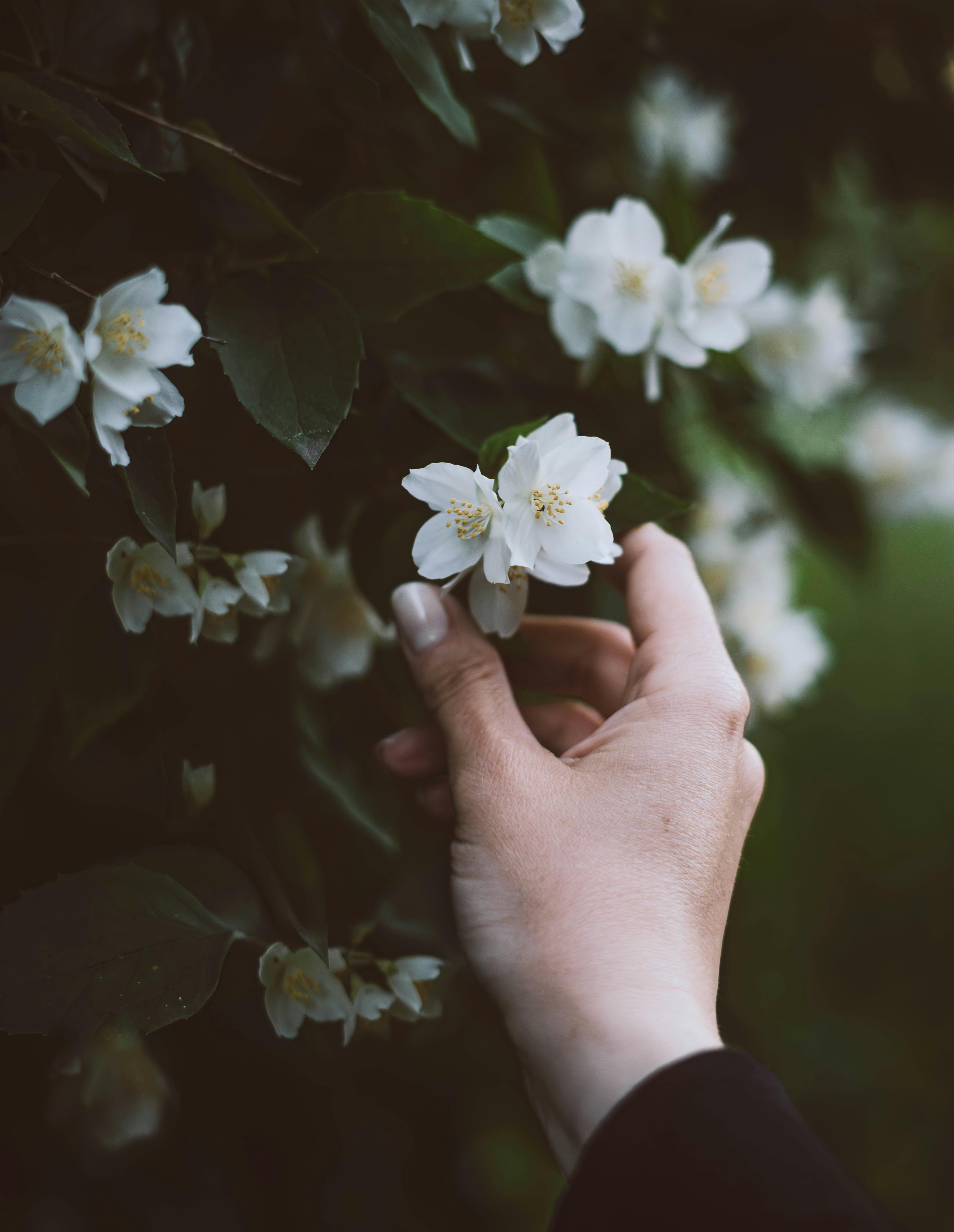 Beskidy jako ostoja dzikiej przyrody - Ilustracja do artykułu