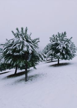 Lush green pine trees blanketed in fresh snow create a serene winter landscape.