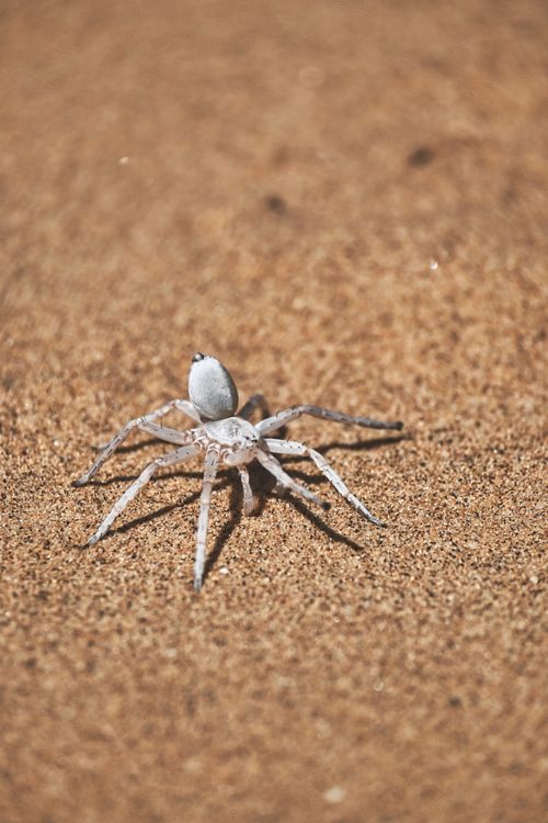 Free Close-up of a white spider on Namib Desert sand, highlighting its unique adaptation. Stock Photo