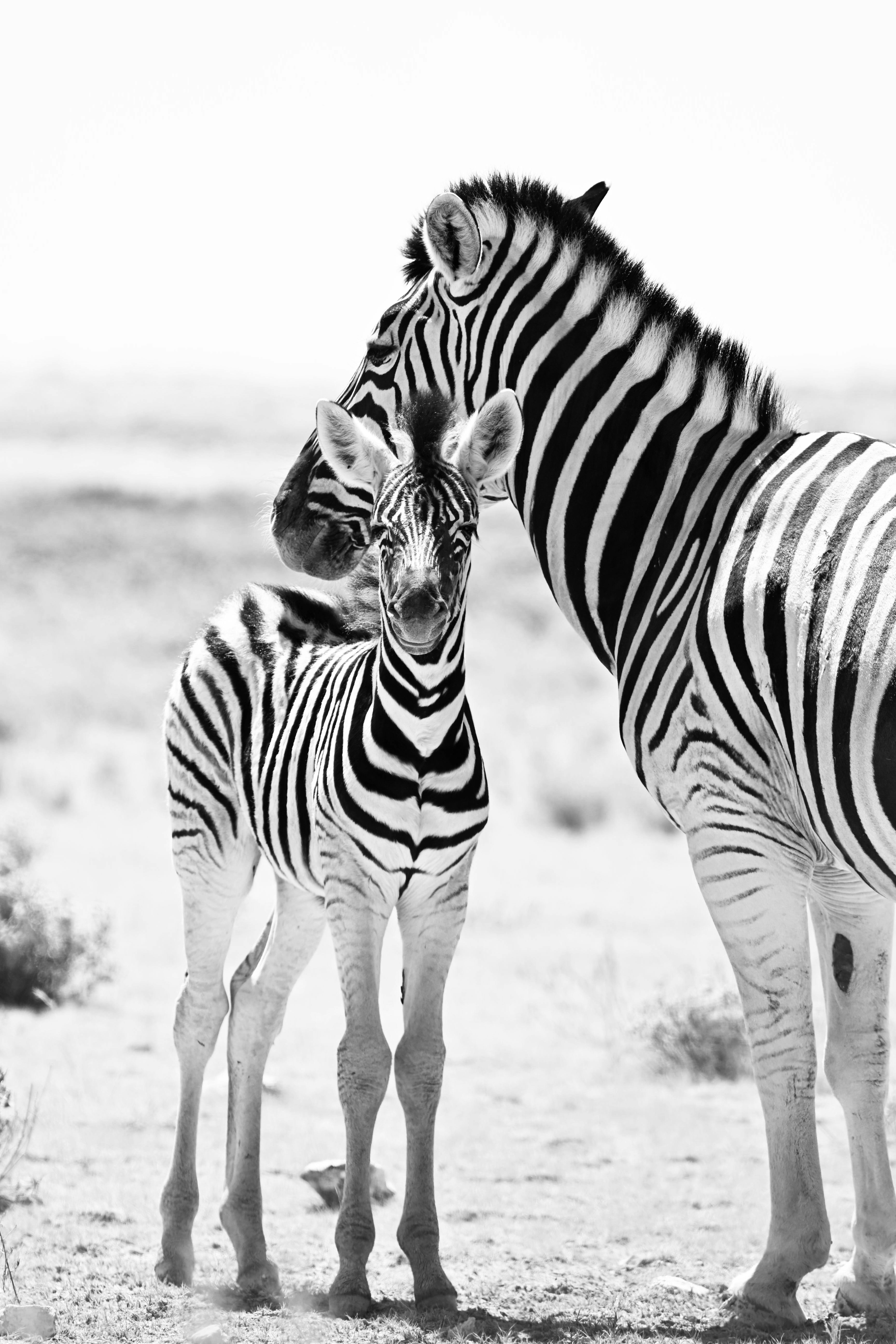 A touching black and white portrait of a zebra with its young in the African wilderness.
