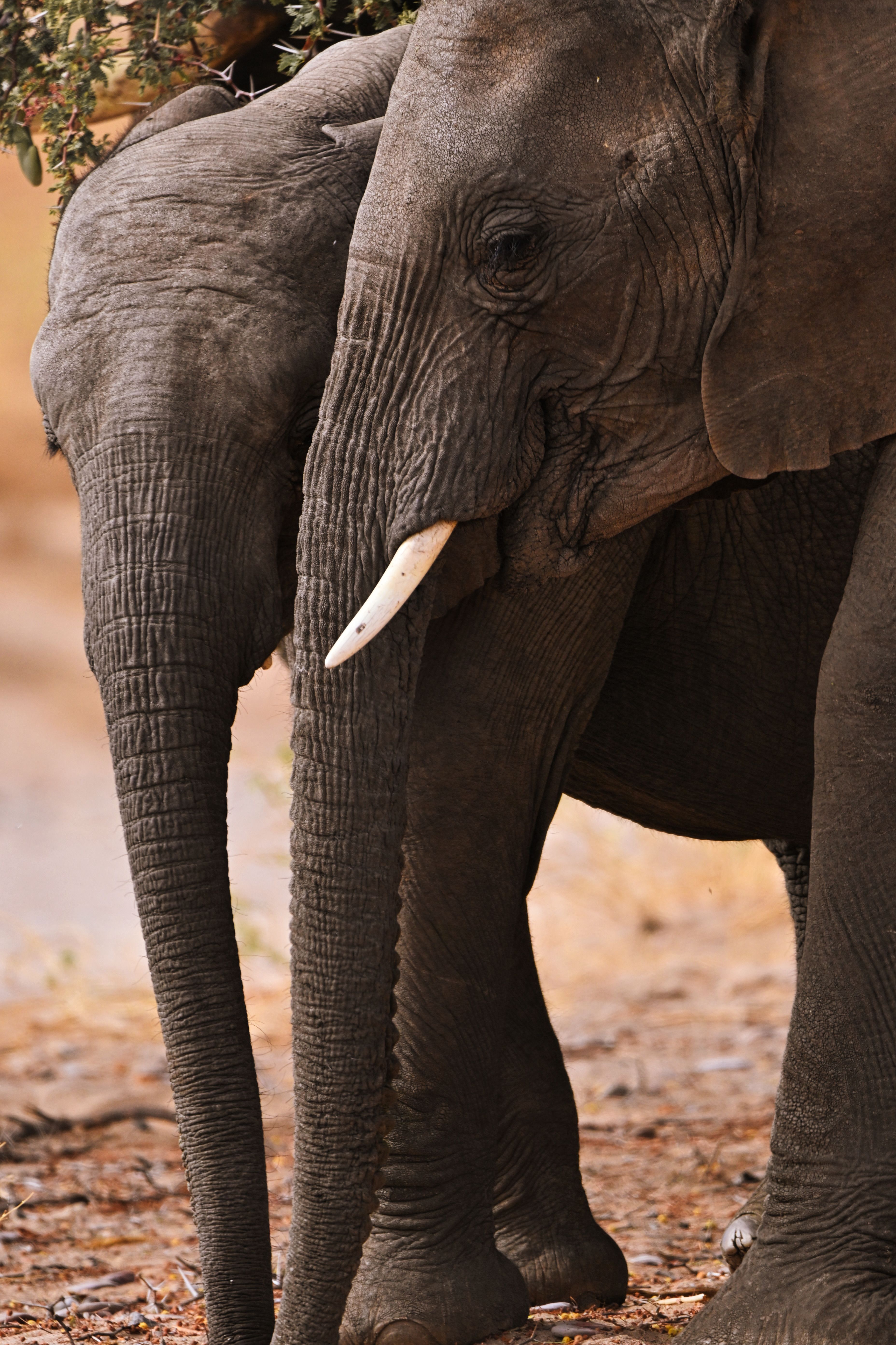 Two African elephants standing close together, displaying natural behavior in a wilderness setting.