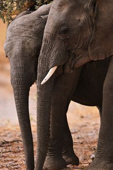 elephant photo