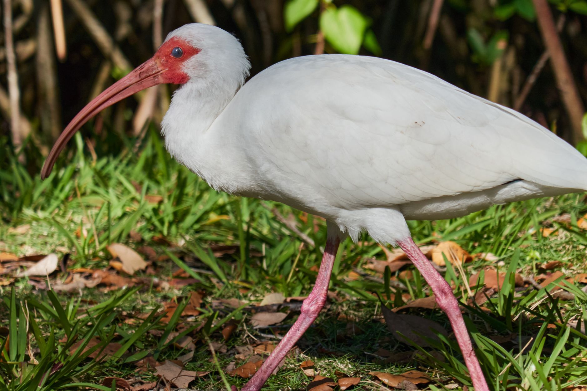 A striking image of a white ibis walking through a sunny park in Miami, Florida.