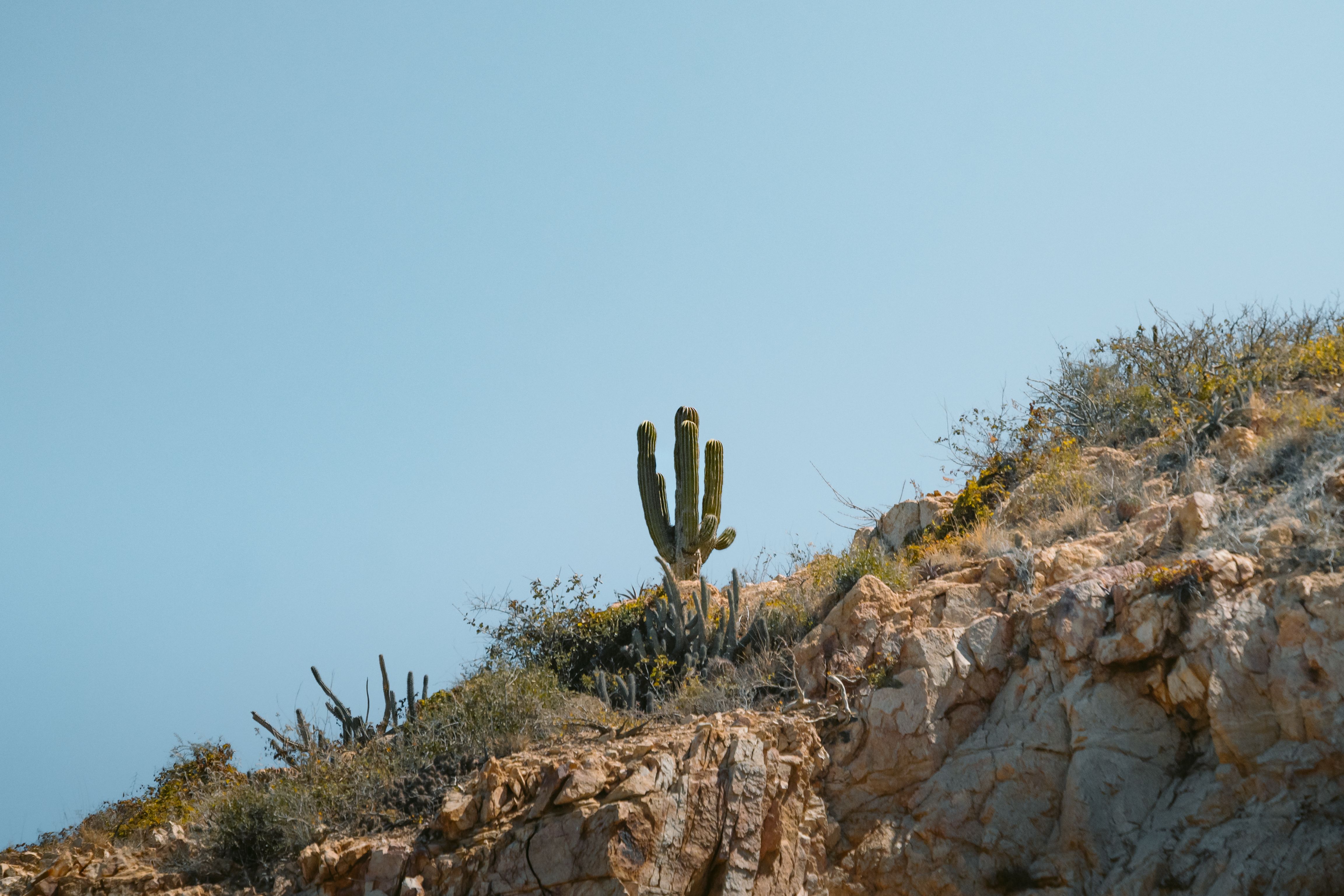 Cactus Sports, an independent ASU merchandise store, is thriving in Tempe — Photo by Miguel González on Pexels