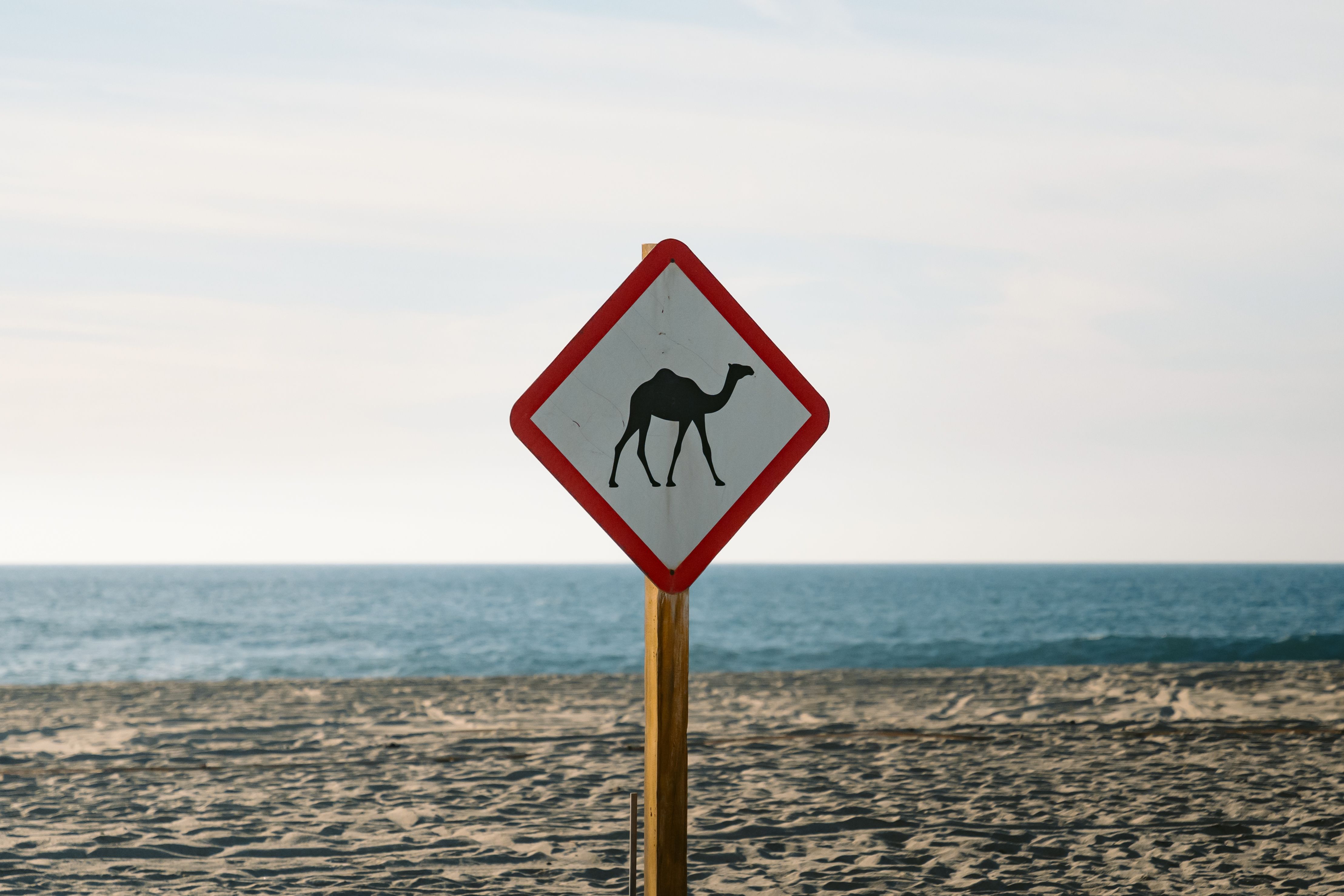 Red camel crossing sign on scenic beach in Baja California Sur, Mexico.