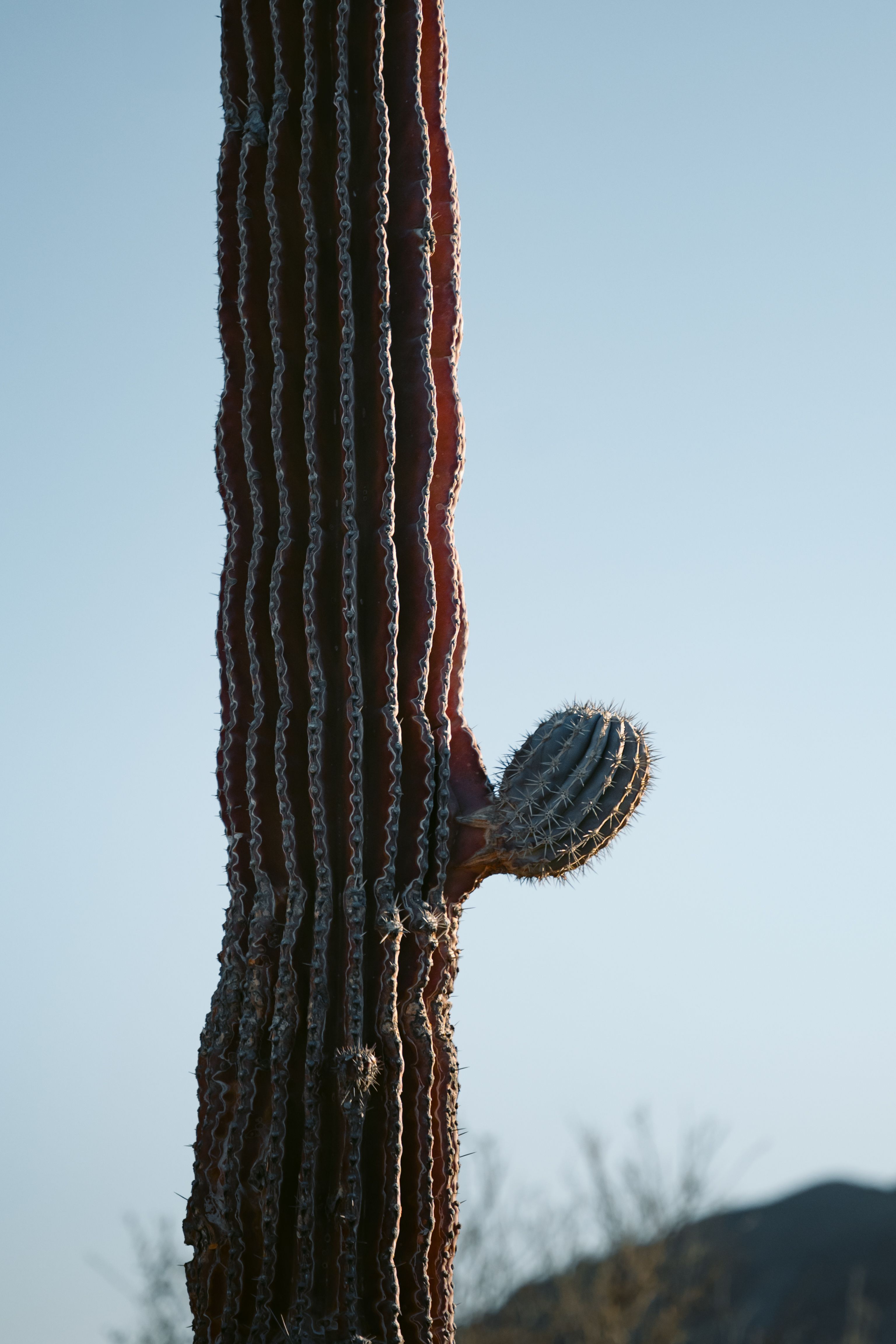 Saguaro Cactus in Baja California Sur  Free Stock Photo