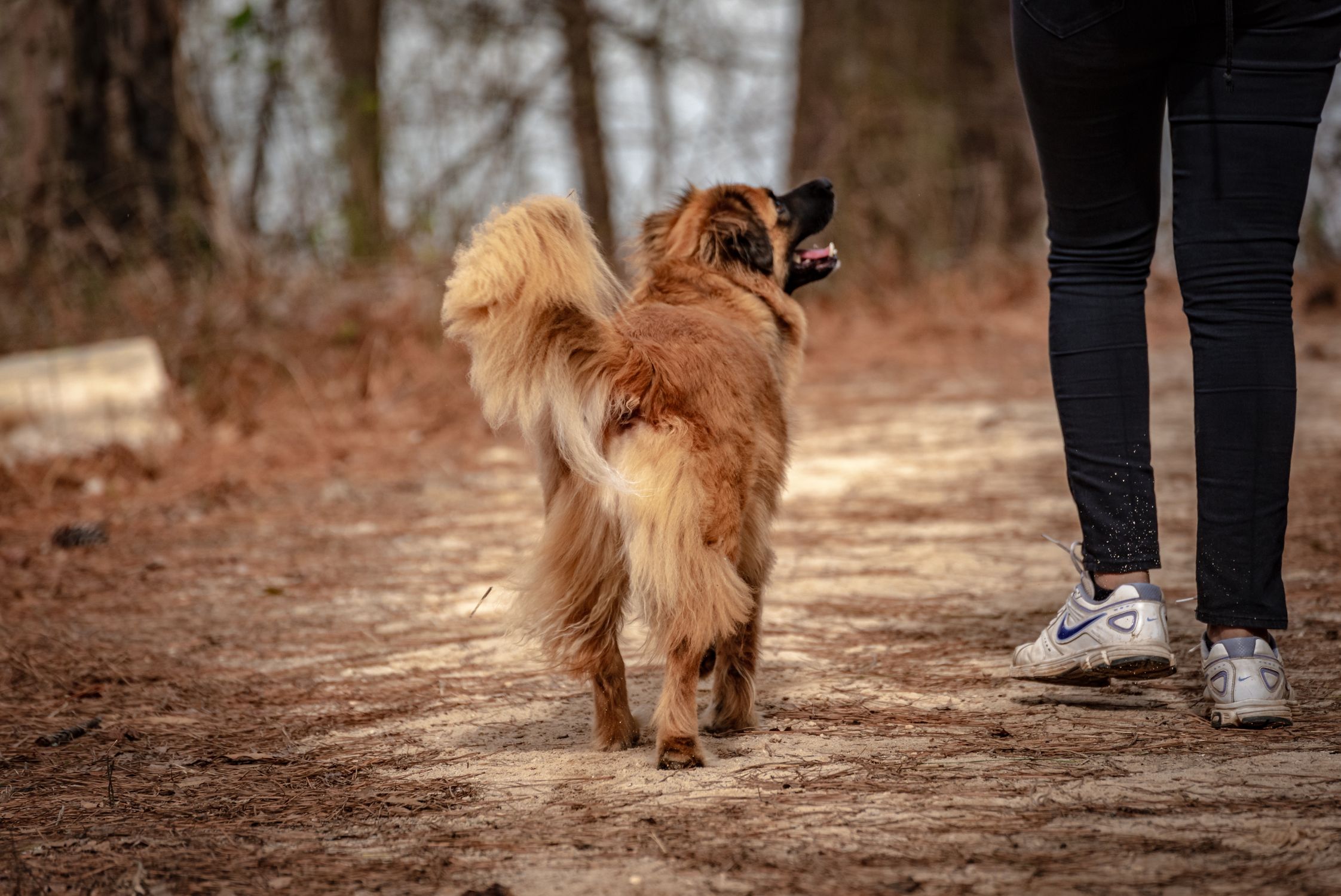 A person walking a fluffy dog on a sunlit forest trail, perfect for outdoor lifestyle themes.