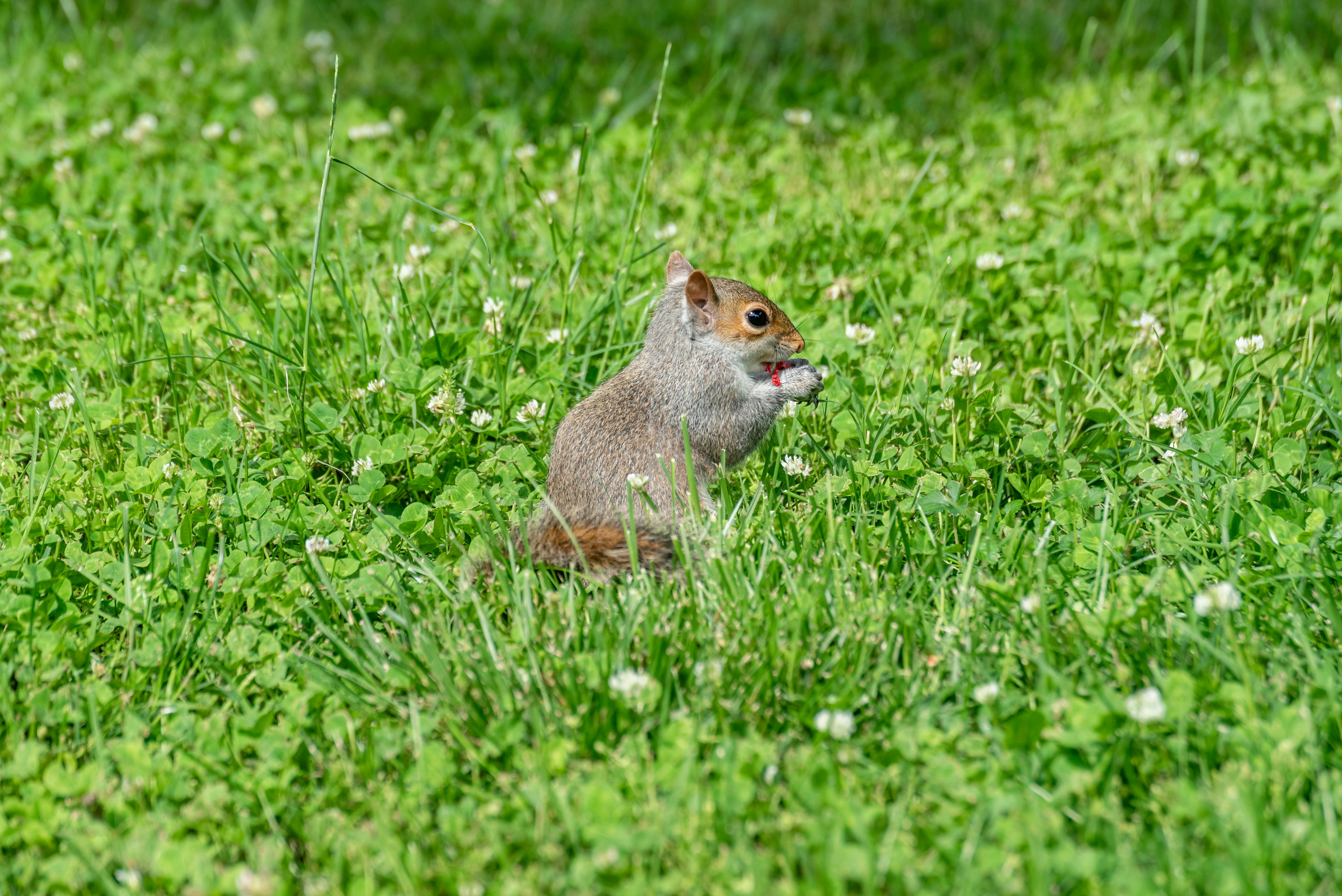 A close-up of an Eastern Gray Squirrel (Sciurus carolinensis) eating on a lush green lawn.