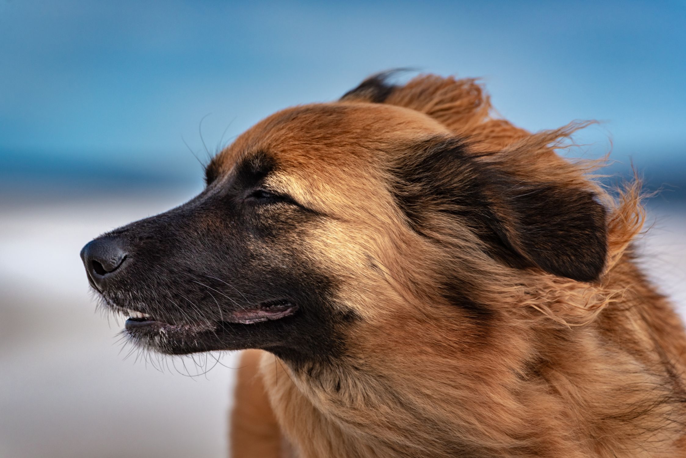 A dog's profile with windswept fur in St. Augustine, Florida, showcasing natural beauty.