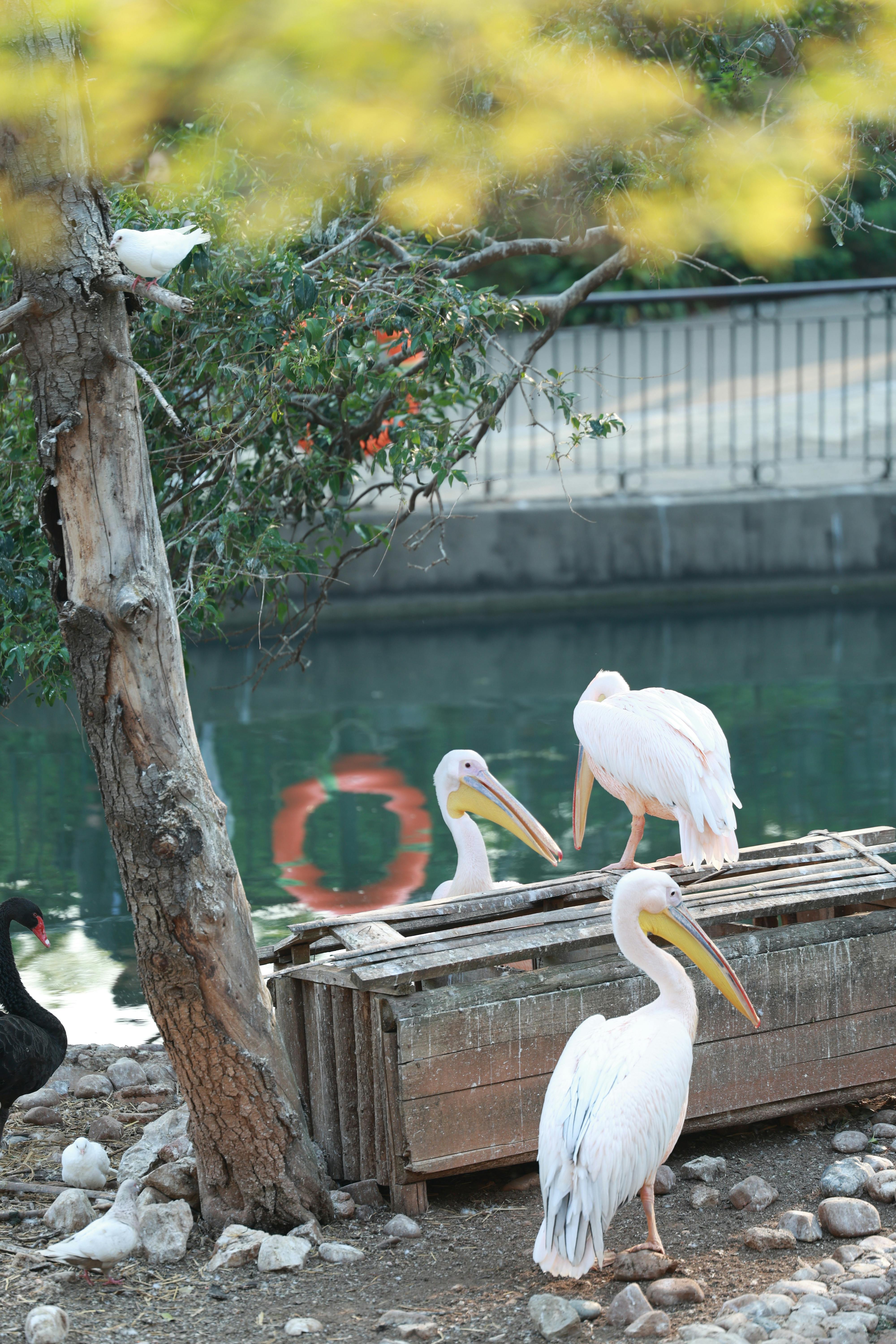 Pelicans by Riverside in Natural Habitat · Free Stock Photo