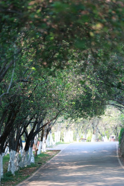 Free Tranquil pathway under lush green tree canopy in a sunlit park atmosphere. Stock Photo