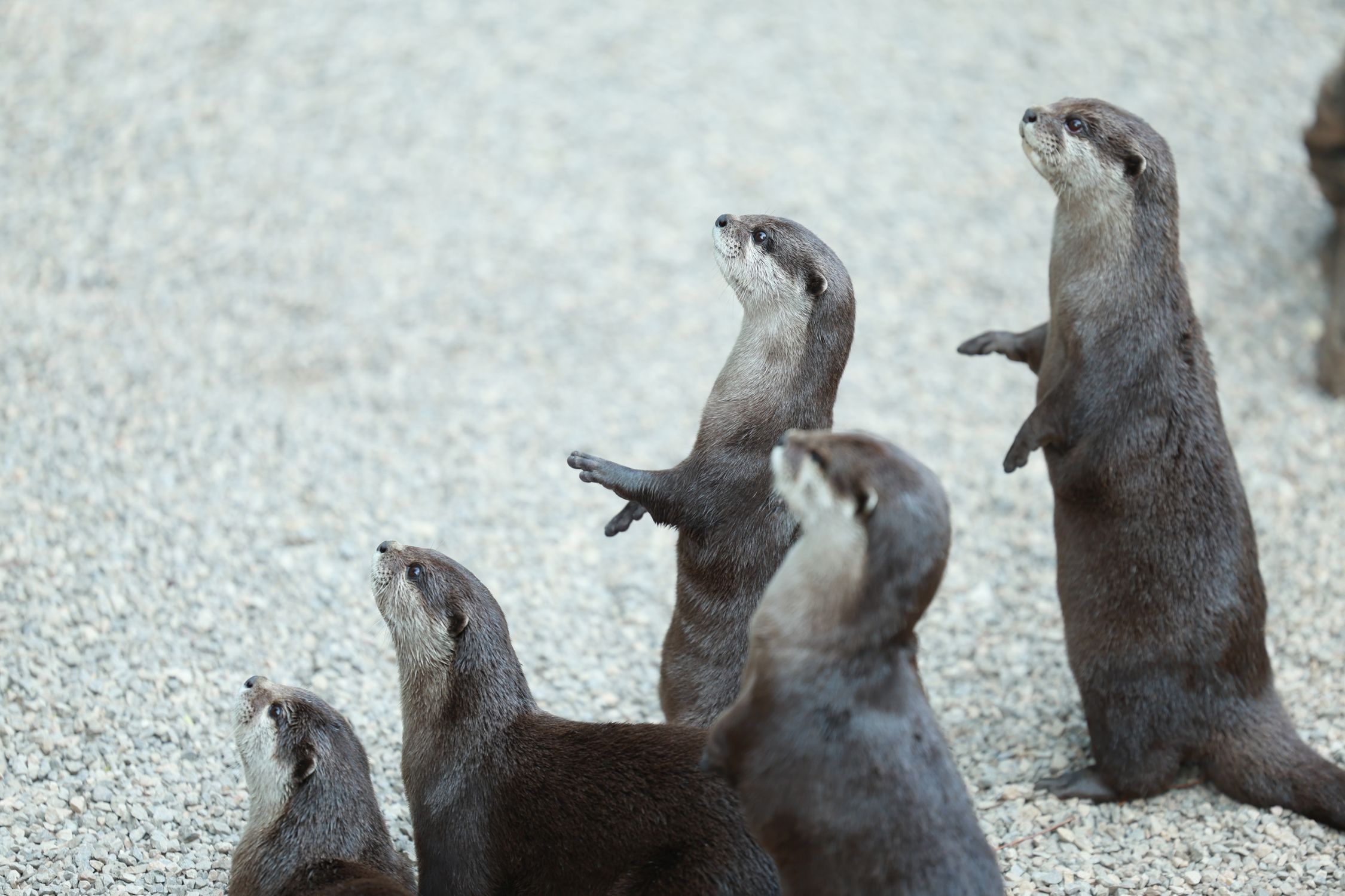 Group Of Asian Small Clawed Otters Standing Together Free Stock Photo group-of-asian-small-clawed-otters-standing-together-free-stock-photo