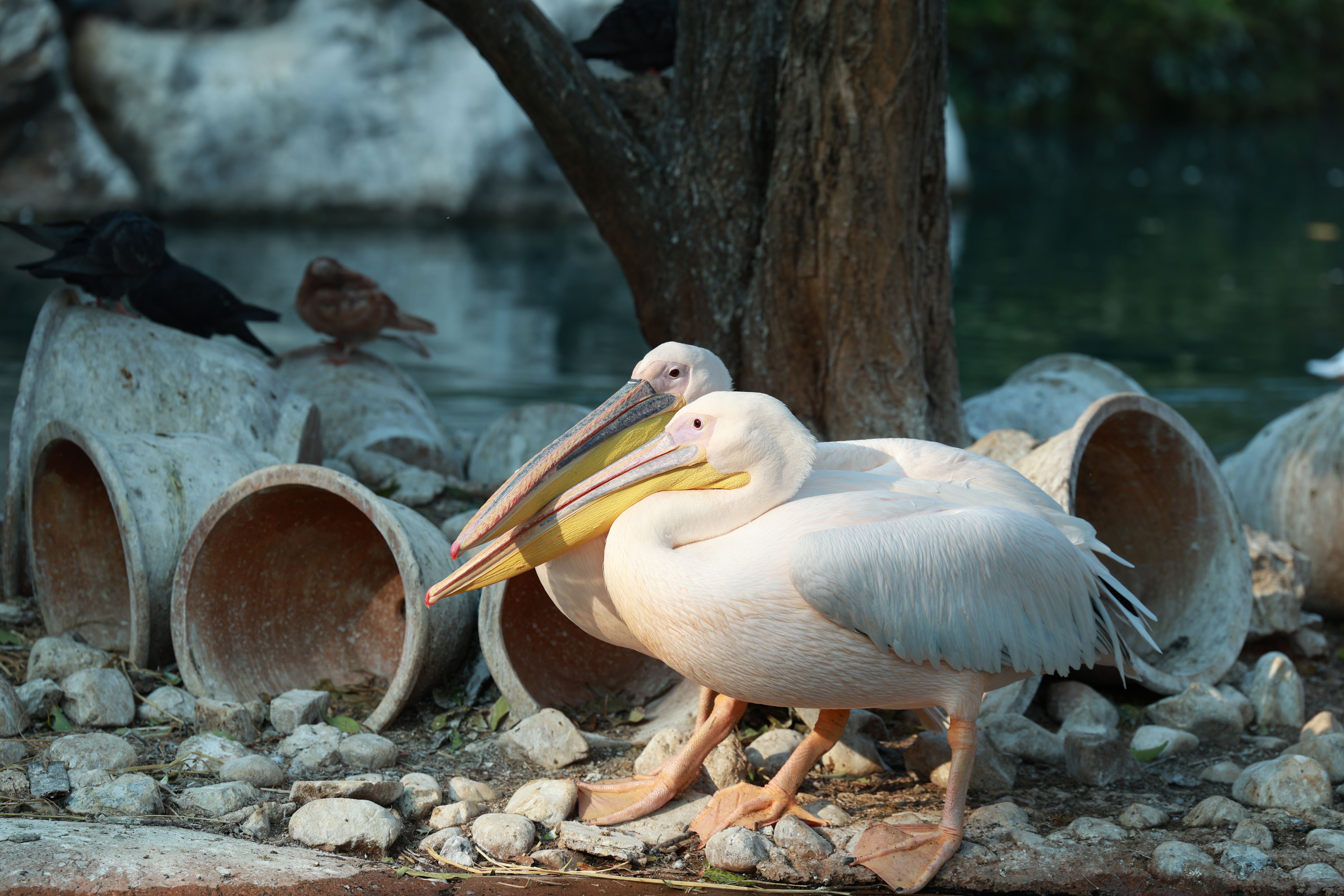 Great White Pelicans Near Lake in Natural Habitat · Free Stock Photo