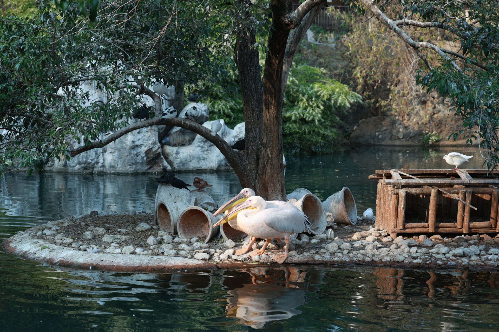 A picturesque scene of various waterbirds resting by a tranquil pond in a natural setting.