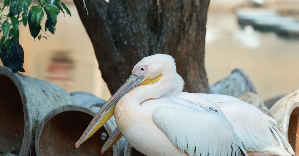 Rüyada Pelikan ve Bol Balık Görmek - Rüya Tabiri ve Anlamı - Great white pelican standing near a tree by the water's edge.