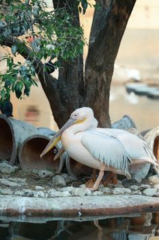 Great white pelican standing near a tree by the water's edge.