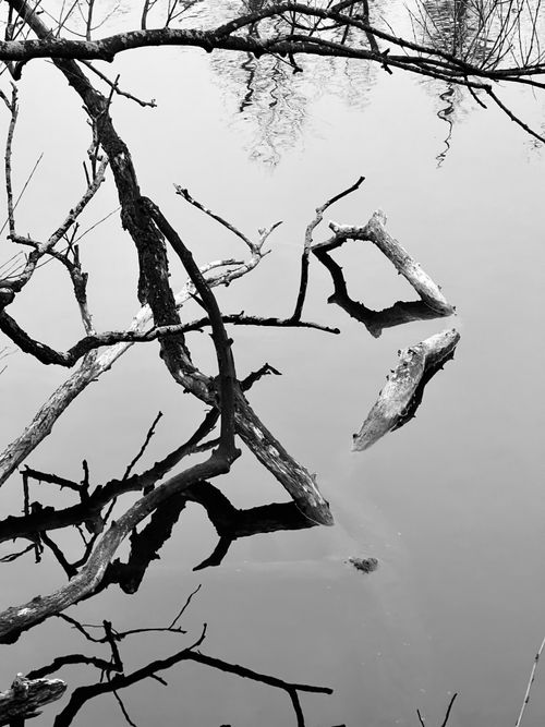 Free Black and white photo of branches reflecting in calm water, creating an abstract pattern. Stock Photo