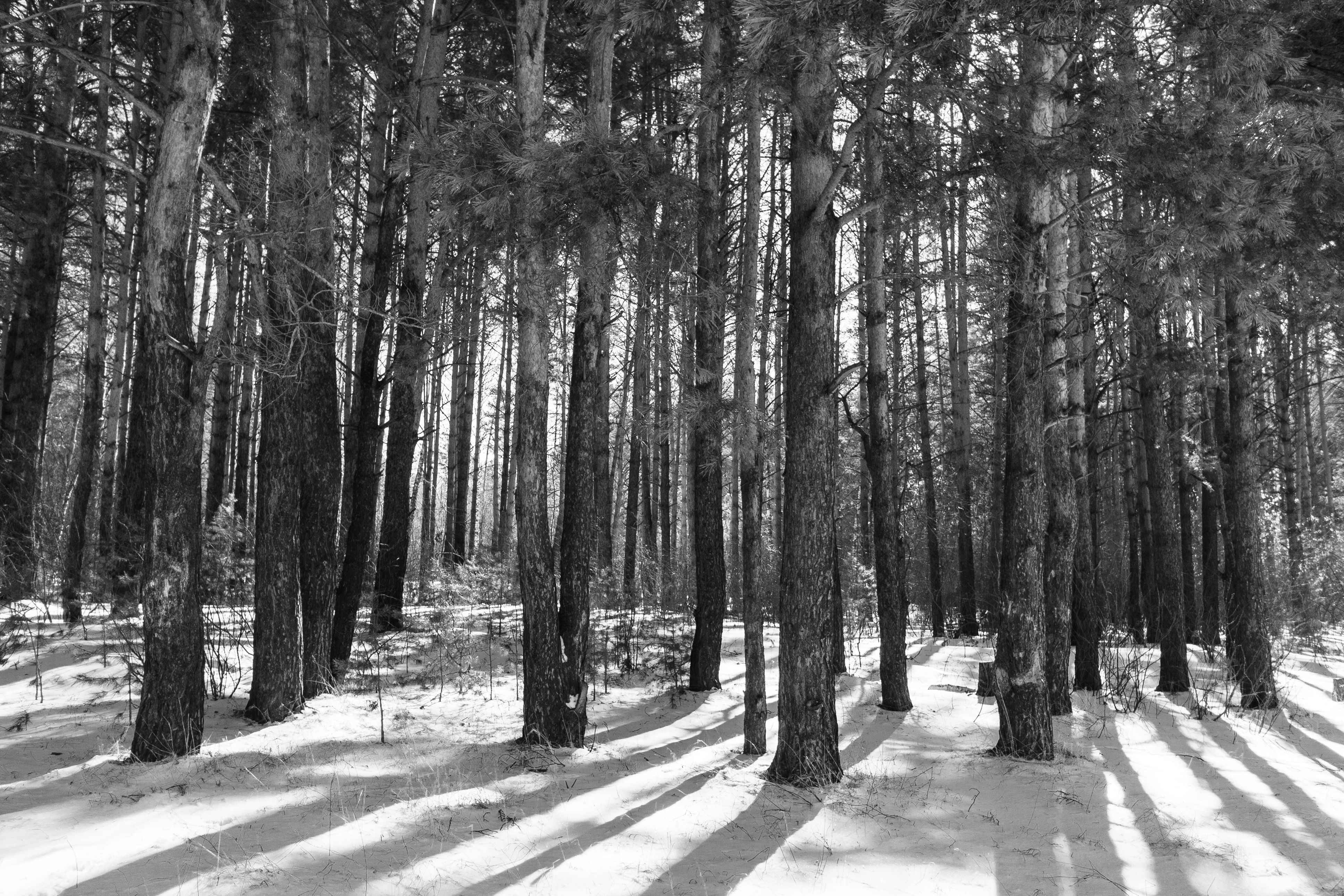 Serene Winter Forest in Black and White · Free Stock Photo