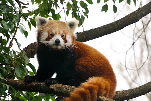 Captivating image of a red panda perched on a branch amidst lush greenery in England.