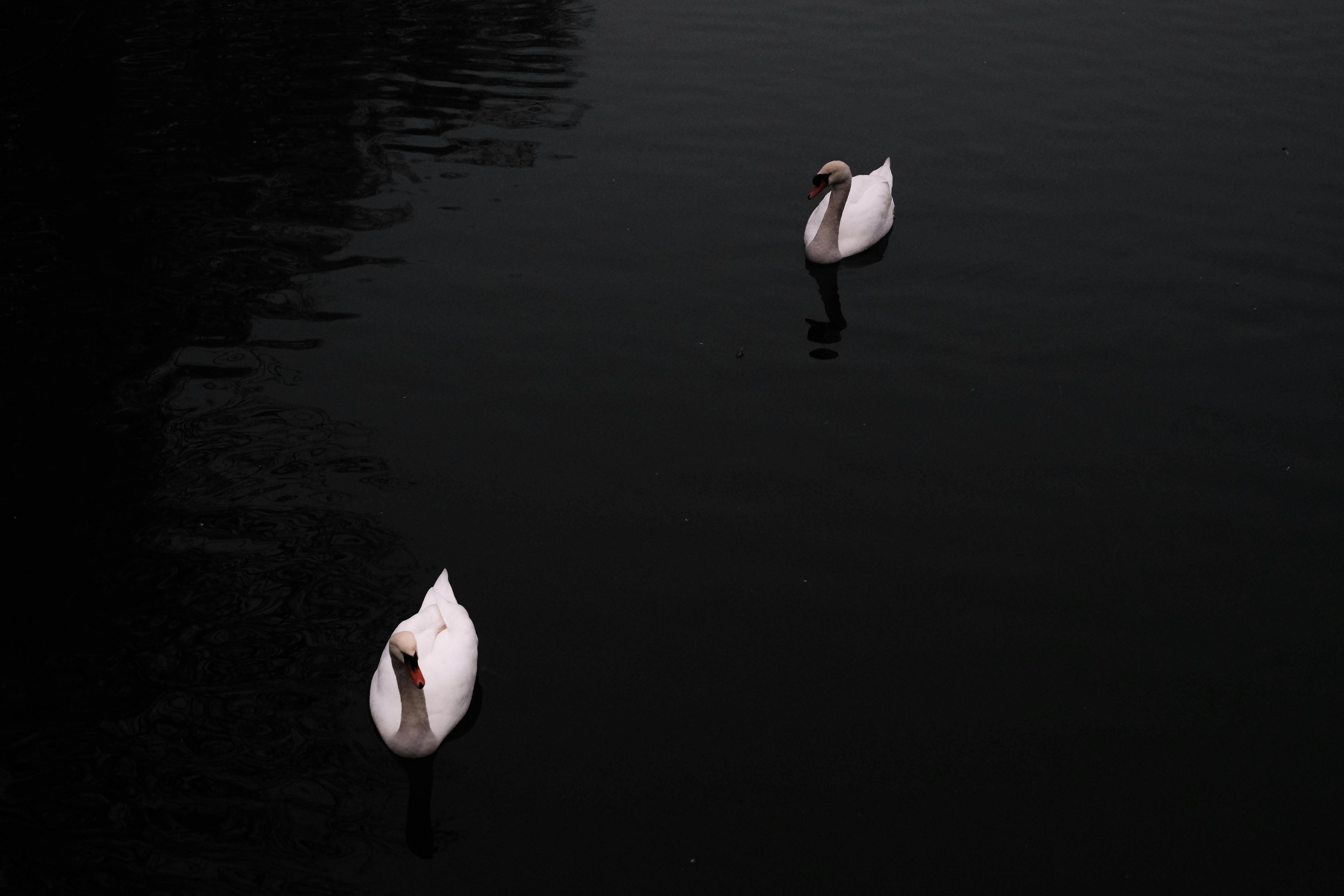 Two elegant swans gracefully floating on still, dark water creating a serene and peaceful scene.