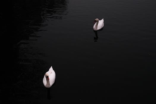 Two elegant swans gracefully floating on still, dark water creating a serene and peaceful scene.