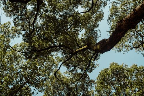 Free A mesmerizing view of oak tree branches stretching across a bright summer sky. Stock Photo
