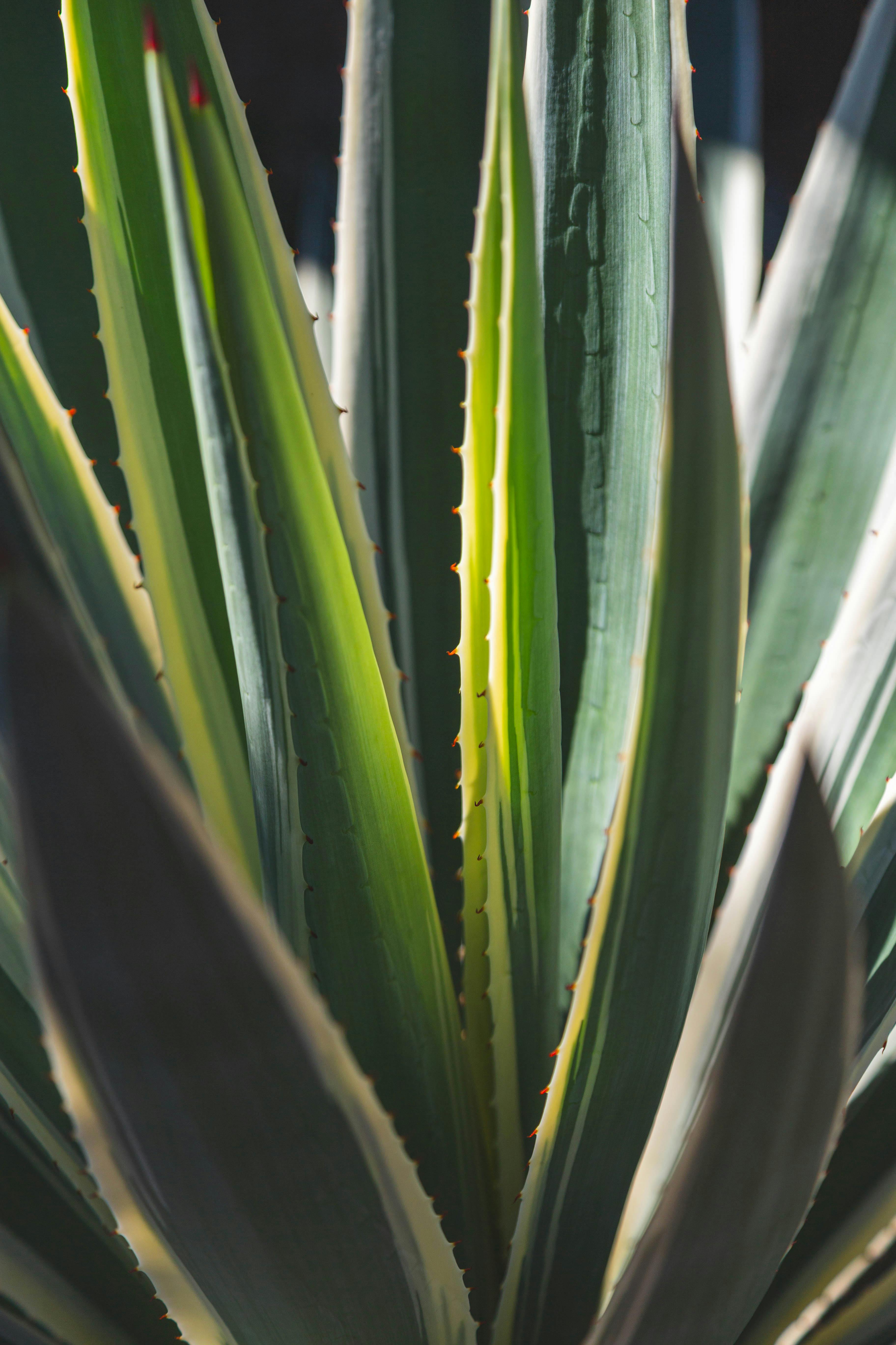Detailed view of agave leaves with sunlight in Buenos Aires, Argentina.