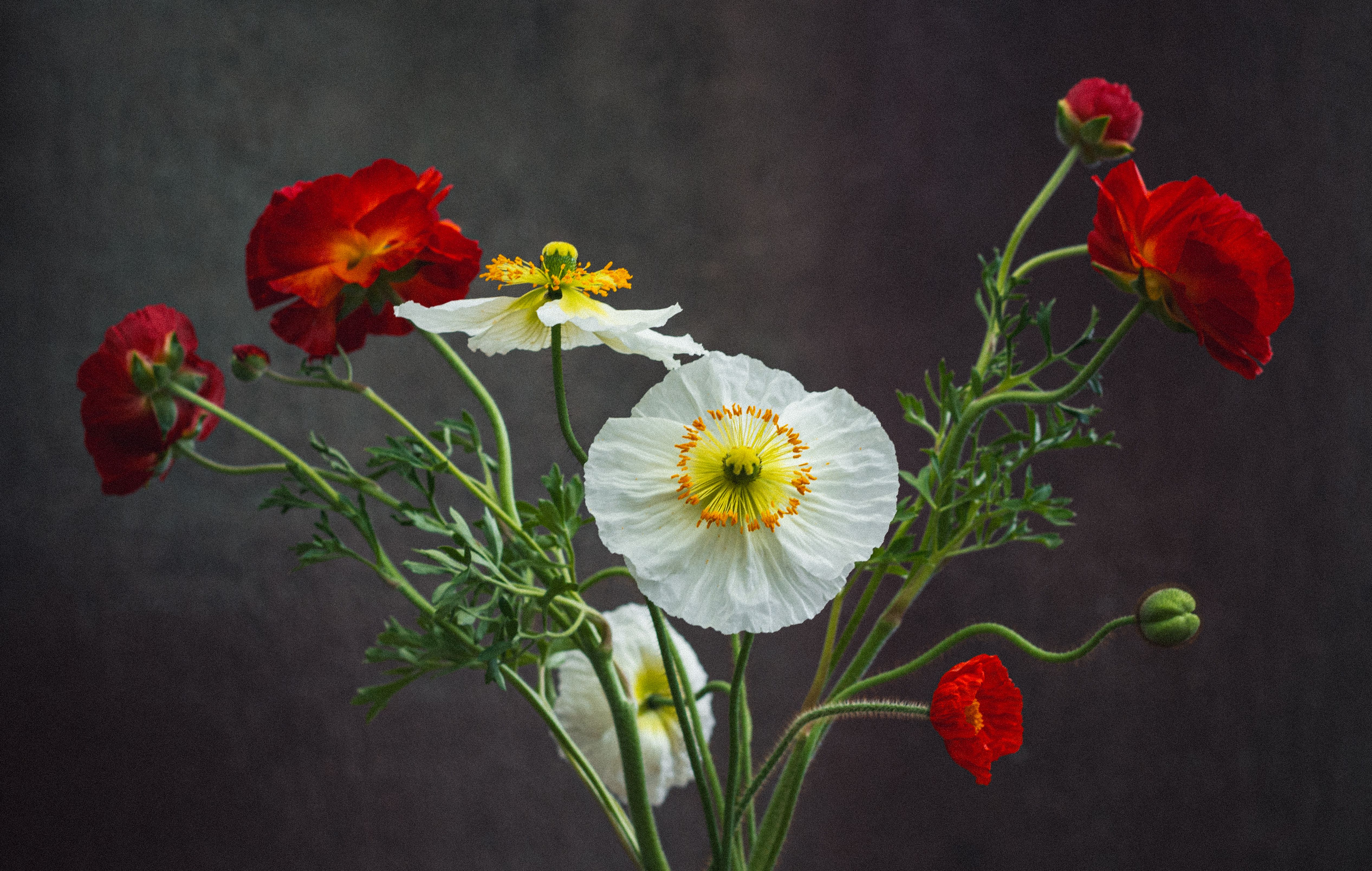 Vibrant Bouquet of Red and White Poppies · Free Stock Photo